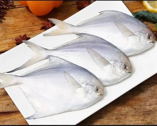 White Pamphlet Fish