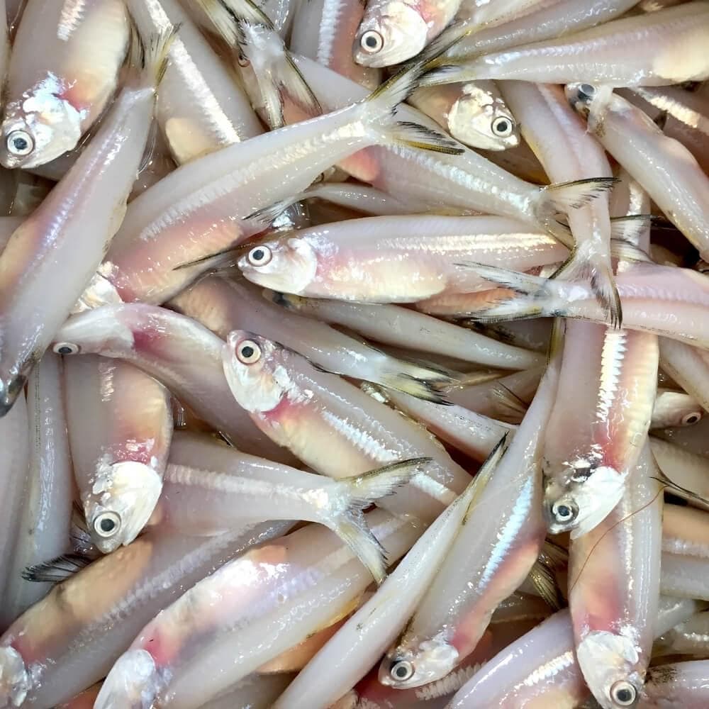 Anchovy fish/ Nethallu