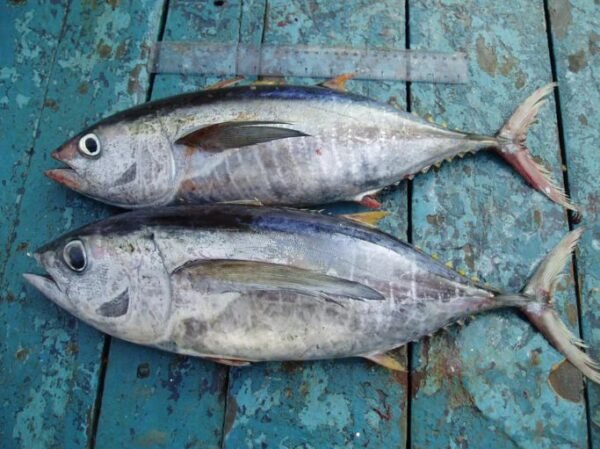 Yellow Fin Tuna per Kg