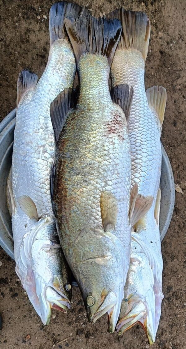 Pandugappa/ Sea Boss/ Betki - 750rs/Kg