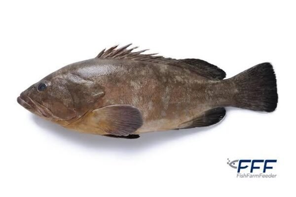 Grouper/ Chukkala Bonthu -550rs/ Kg