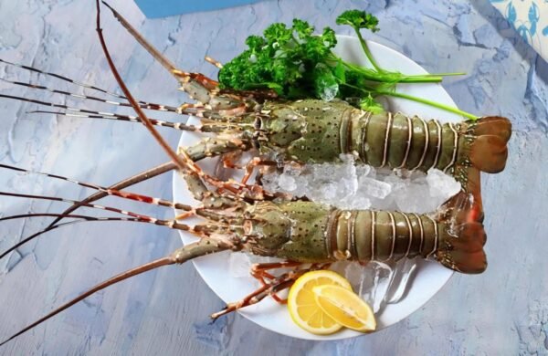 Lobster -2300/ kg